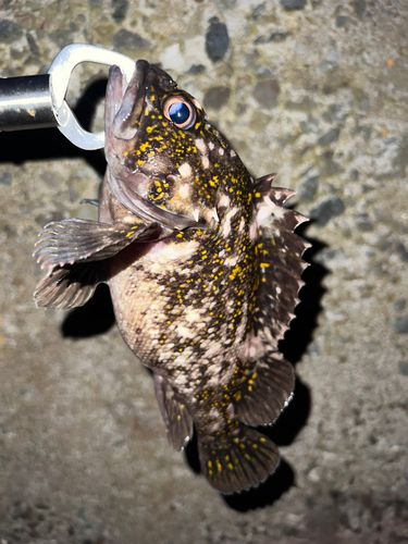 オウゴンムラソイの釣果