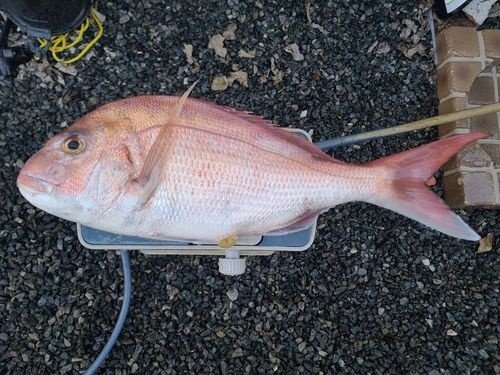 マダイの釣果