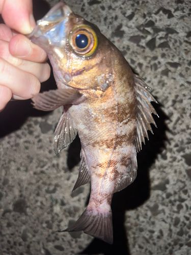 メバルの釣果