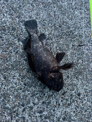 クロソイの釣果