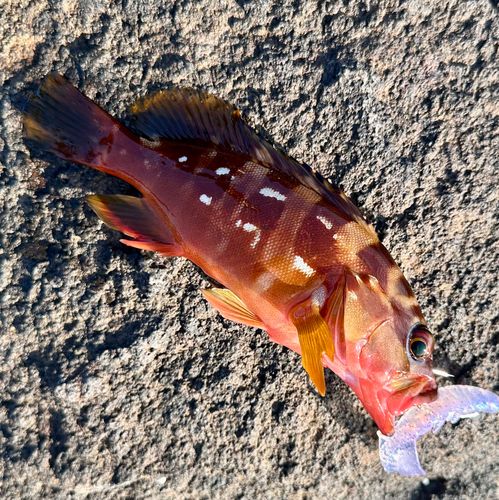 アカハタの釣果