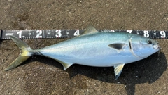 ブリの釣果