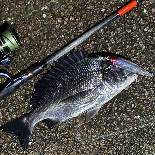 クロダイの釣果