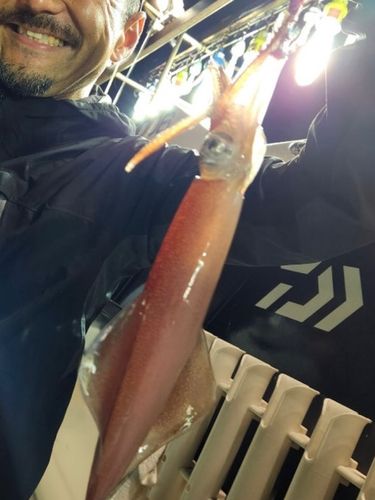 マイカの釣果