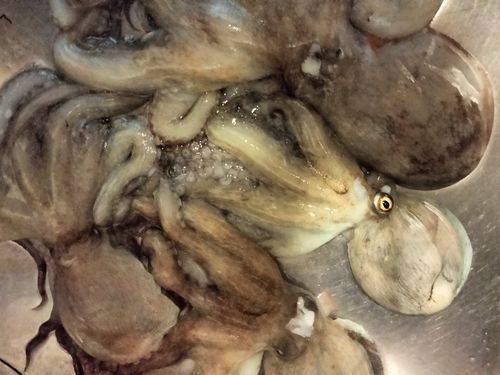タコの釣果