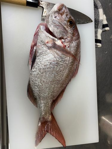 マダイの釣果