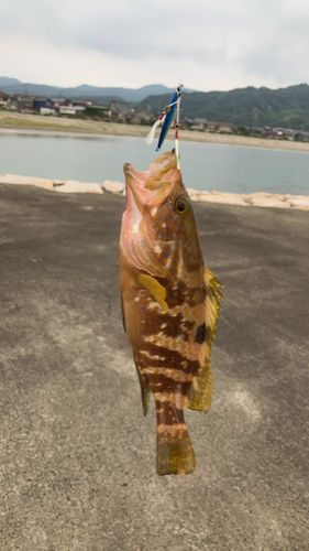 キジハタの釣果