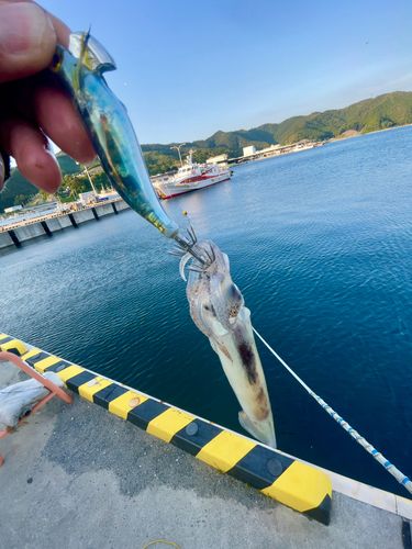 ムギイカの釣果