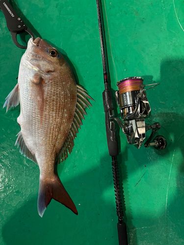 マダイの釣果