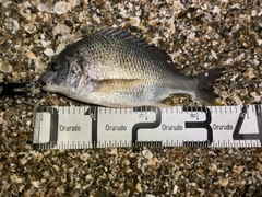 キビレの釣果