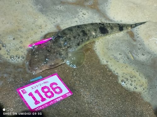 マゴチの釣果