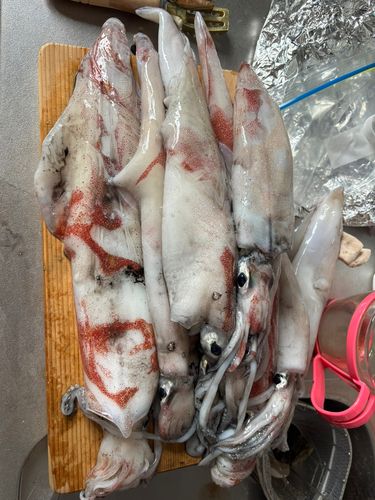 シロイカの釣果