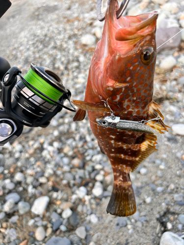 キジハタの釣果