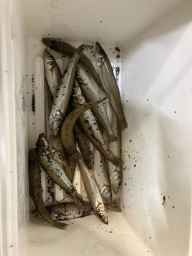 シロギスの釣果