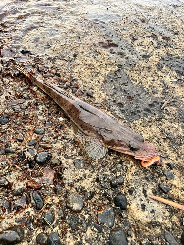 イネゴチの釣果