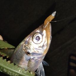 アジ
