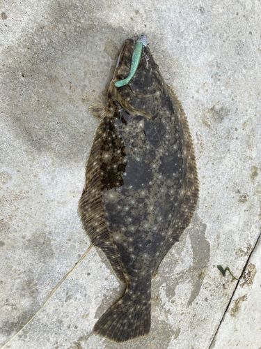 ヒラメの釣果