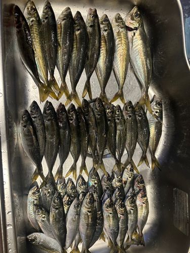 アジの釣果