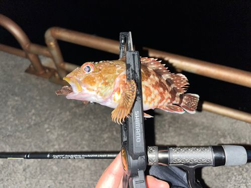 ガシラの釣果
