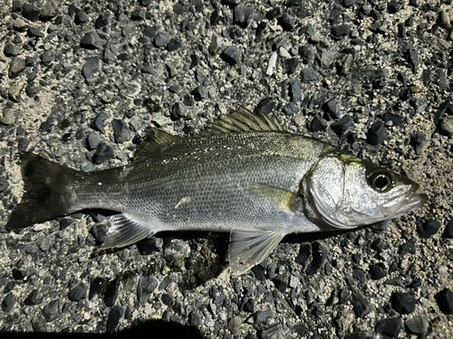 セイゴ（タイリクスズキ）の釣果