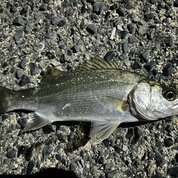 セイゴ（タイリクスズキ）