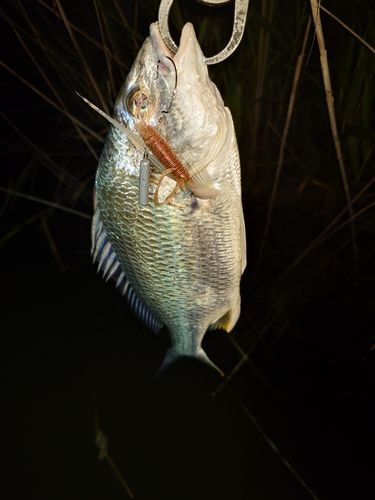 キビレの釣果