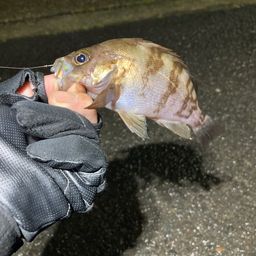 メバル