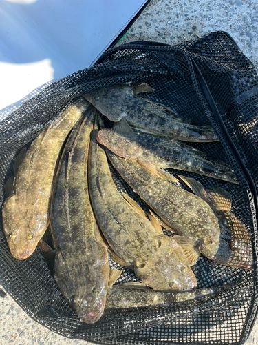 マゴチの釣果