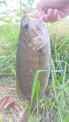 スモールマウスバスの釣果