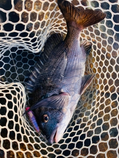チヌの釣果