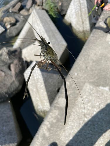 テナガエビの釣果