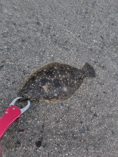 ソゲの釣果