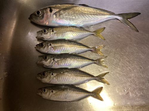 アジの釣果