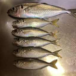 アジ