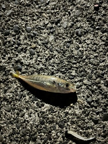 マアジの釣果