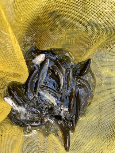 アユの釣果
