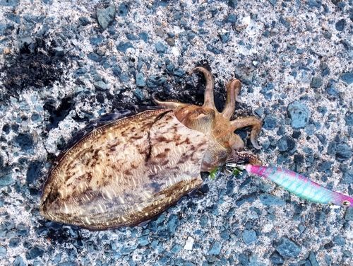 モンゴウイカの釣果