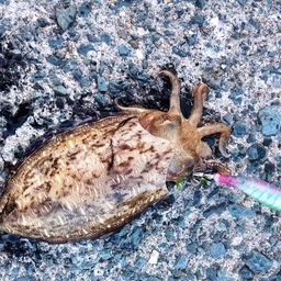 モンゴウイカ