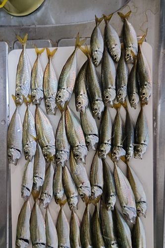 アジの釣果