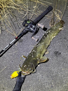 ナマズの釣果