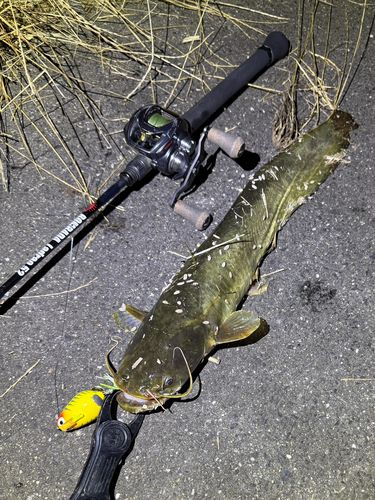 ナマズの釣果