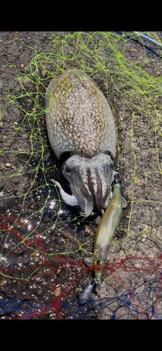 シリヤケイカの釣果