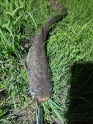 ナマズの釣果