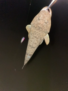 マゴチの釣果