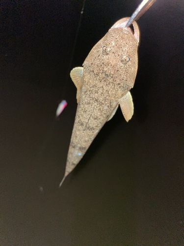 マゴチの釣果
