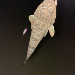 マゴチ