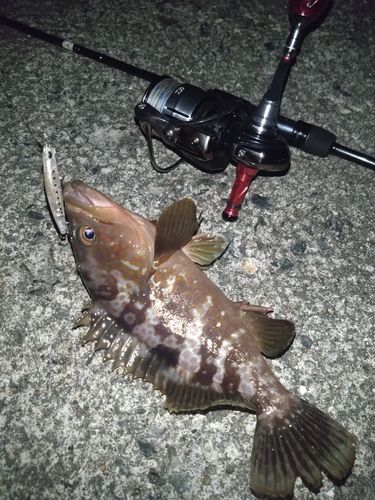 アコウの釣果