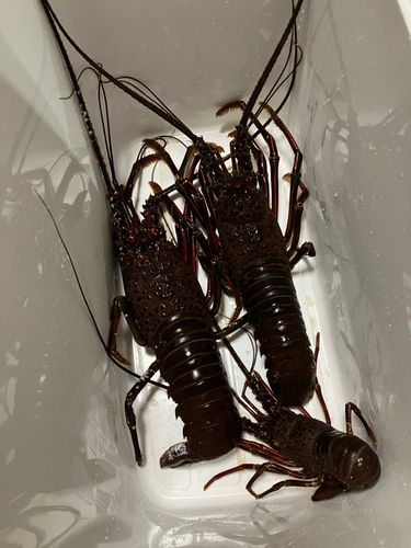 イセエビの釣果