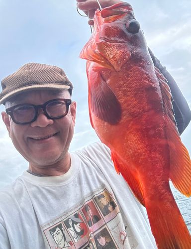 アカハタの釣果