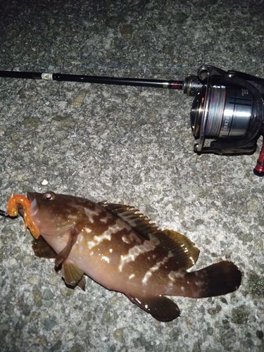 アコウの釣果